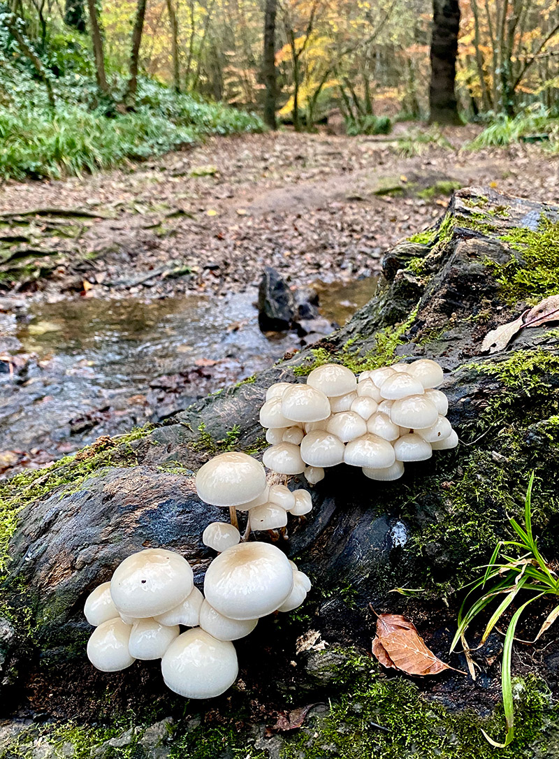 Porcelein mushrooms